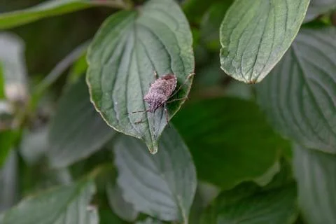 Shield bug on a green leaf Stock Photos