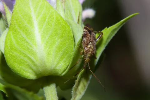 Shield bug (hemiptera, suborder heteroptera). Stock Photos