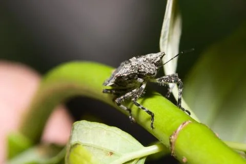 Shield bug (hemiptera, suborder heteroptera) Stock Photos