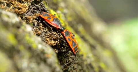 Shield Bug Insects (Graphosoma Lineatum) Mating Stock Footage 63749089