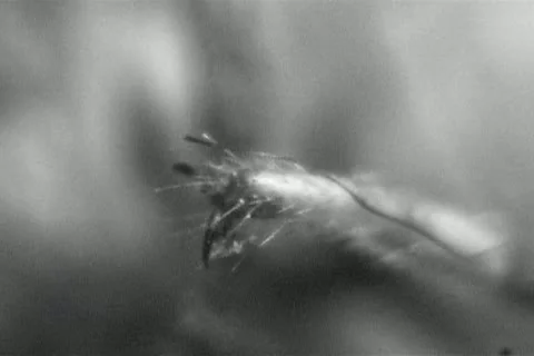 Shield Bug A.K.A. Stink Bug Under the Video Microscope Stock Footage 20443338