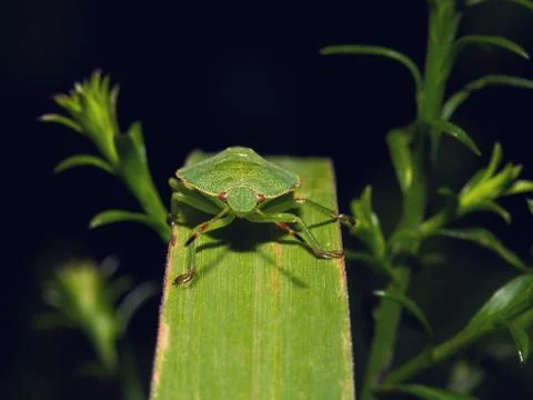 Shield Bug On A leaf Foto stock