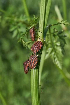Shield bug linear, or striped graphosome crawls over plants in the garden. Stock Photos