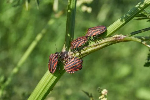 Shield bug linear, or striped graphosome crawls over plants in the garden. Stock Photos