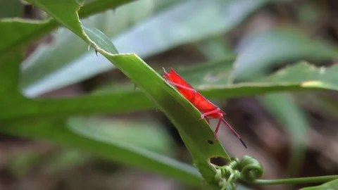 Shield bug, Mulu, Malaysia Video stock 88544583
