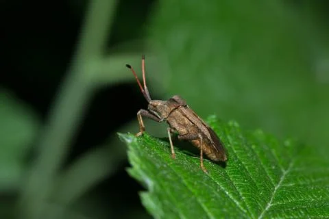 Shield bug or stink bug on a green leaf Stock Photos