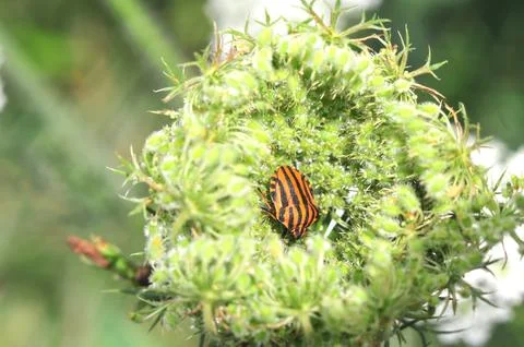 Shield bug, or striped graphosoma. Italian bug Stock Photos