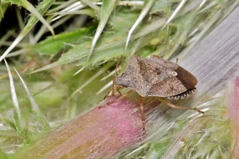 Shield bug in a patch of thorns. Foto stock