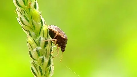 Shield Bug (Pentatomidae) Crawling on Green Plant 2K Slow Motion Stock-Footage 346300785