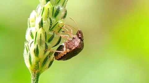 Shield Bug (Pentatomidae) Perching on Grass Spike 2K Slow Motion Stock Footage 346300834
