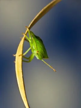 Shield bug Foto stock
