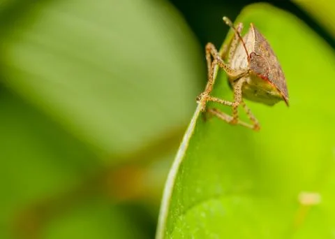 Shield bug Stock Photos