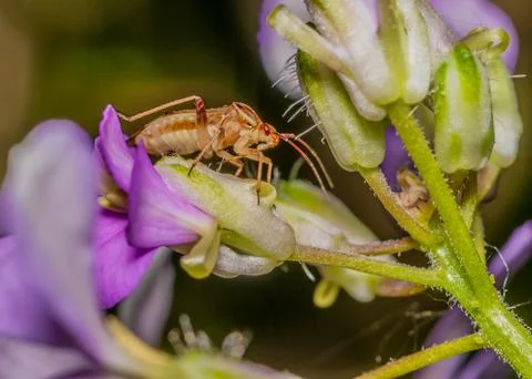 Shield bug Stock Photos