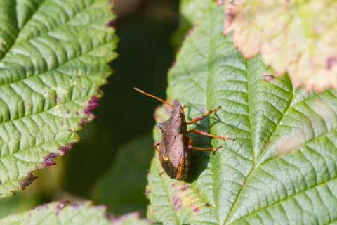 Shield bug Stock Photos