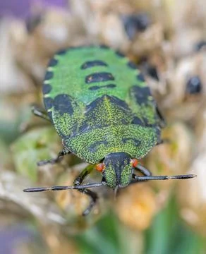 Shield Bug Foto stock