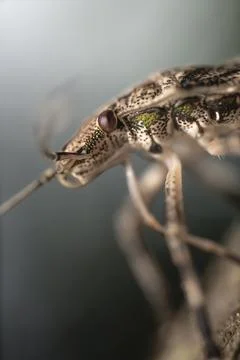Shield Bug Foto stock