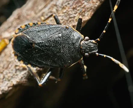 Shield Bug Stock Photos