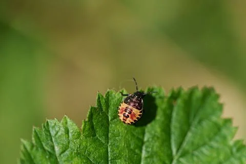 Shield bug Fotos Stock