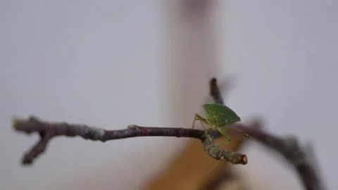 Shield Bug is Resting and then Looks at Camera Stock Footage