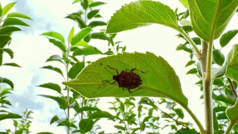 Shield Bug Resting Under Leaf in Orchard Stock Footage 320517100