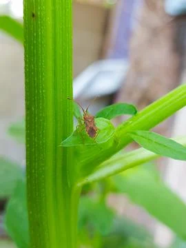 Shield bug resting on vibrant green leaf Stock Photos