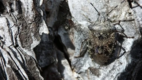 Shield bug on rough bark Stock Footage 100002834