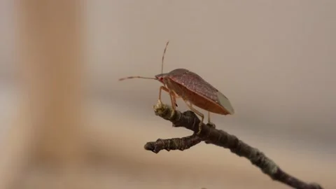 Shield Bug Scouting and Finding Balance Stock Footage 135160456