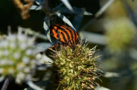 Shield bug sits on a bud blue eryngo on a meadow on a hot sunny day. Stock Photos