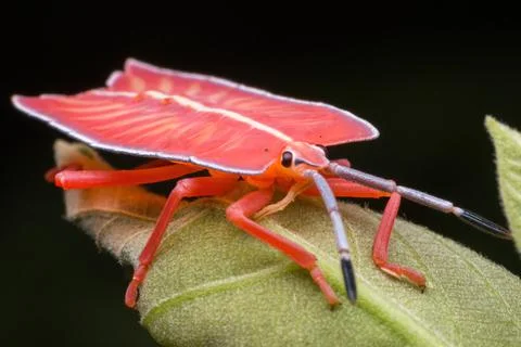 Shield bug standing on a green leaf Foto stock