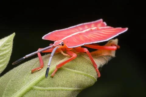 Shield bug standing on a green leaf Stock Photos