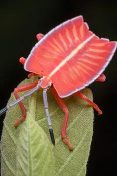 Shield bug standing on a green leaf Foto stock