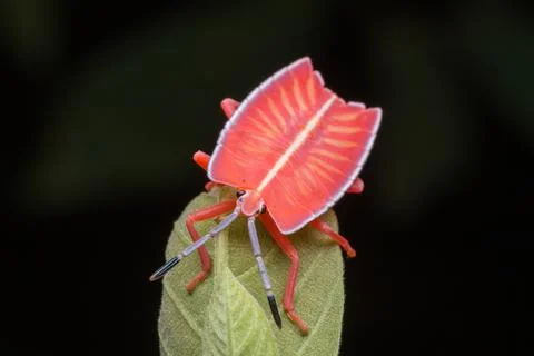 Shield bug standing on a green leaf Foto stock