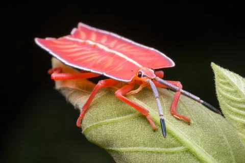 Shield bug standing on a green leaf Stock Photos