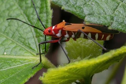 A shield bug standing on green leaf Foto stock