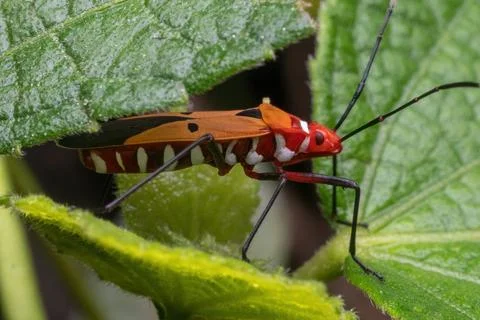 A shield bug standing on green leaf Stock Photos