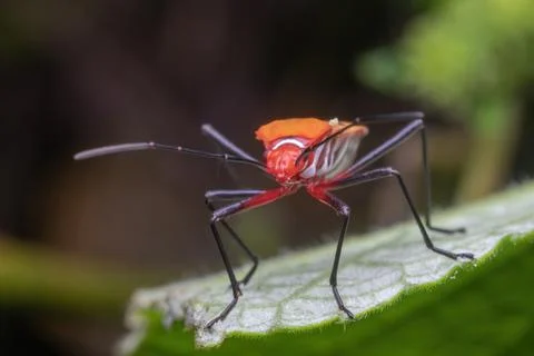 A shield bug standing on green leaf Stock Photos