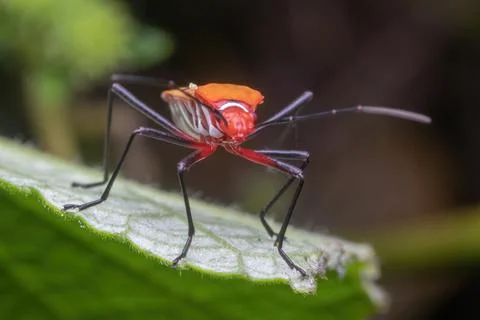 A shield bug standing on green leaf Foto stock