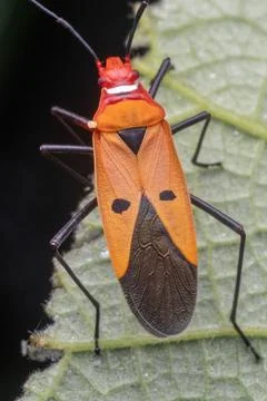 A shield bug standing on green leaf Stock Photos
