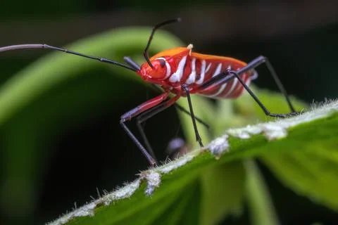 A shield bug standing on green leaf Foto stock