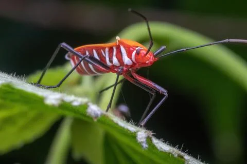 A shield bug standing on green leaf Stock Photos