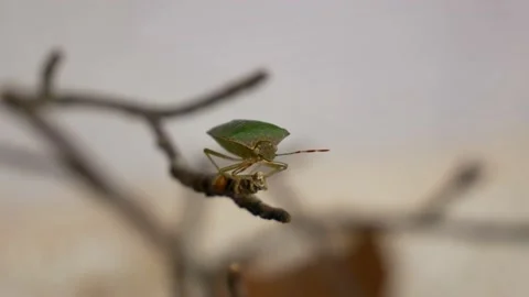 Shield Bug on a Stick Starts Staring at Camera Stock Footage 135162220