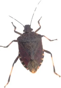 Shield Bug Transparent Insect Cutout Front View Stock Photos