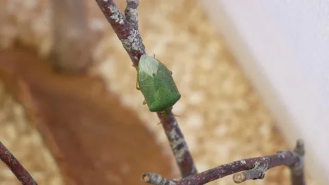 Shield Bug Walks and Meets Another One Stock Footage 135168398