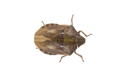 Shield bug on a white background Stock Photos