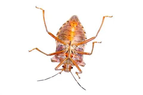 Shield bug on a white background Stock Photos