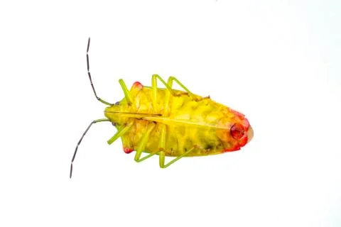 Shield bug on a white background Stock Photos