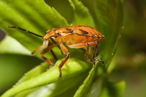 Shield bugs, also known as stink bugs. Stock Photos