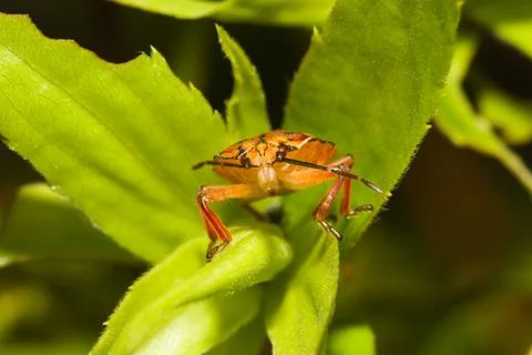 Shield bugs, also known as stink bugs. Stock Photos