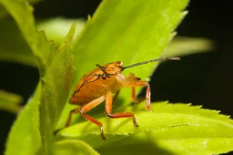 Shield bugs, also known as stink bugs. Stock Photos