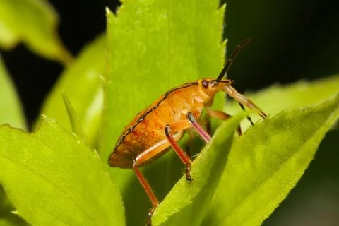 Shield bugs, also known as stink bugs. Stock Photos